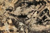 Polished Petrified Wood (Araucarioxylon) Round - Utah #323167-1
